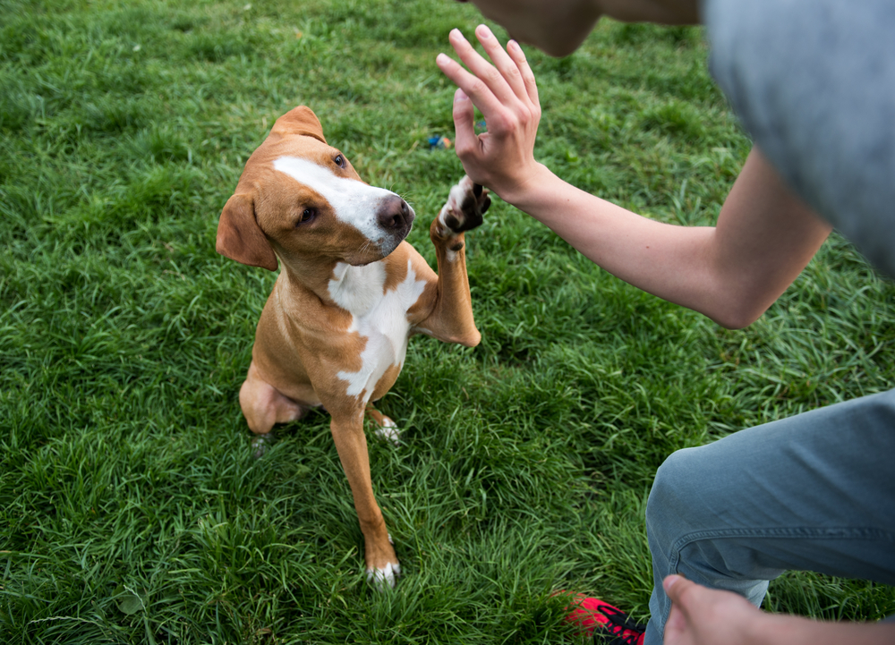 A puppy pawing at their owner's hand during training outside. 
