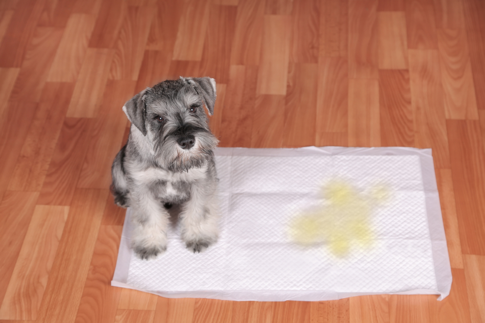 A Miniature Schnauzer puppy sits on a potty training pad with a small puddle of pee next to it.