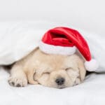 New Year's Puppy