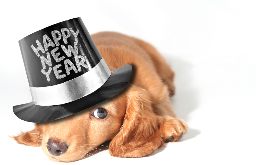 How to Have a Happy New Year with Your First Puppy Petland Texas