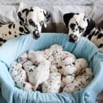Ethical Dog Breeders Near You