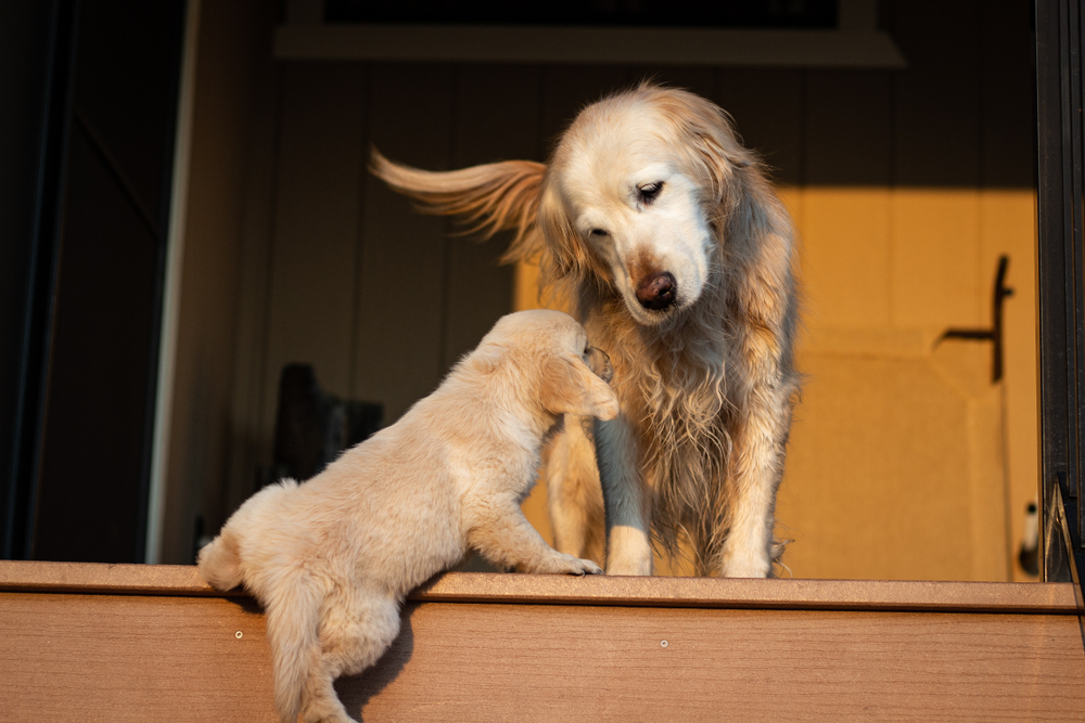 An older Golden Retriever helps a cute puppy climb stairs to show that sometimes getting a new puppy can help elderly dogs stay young.