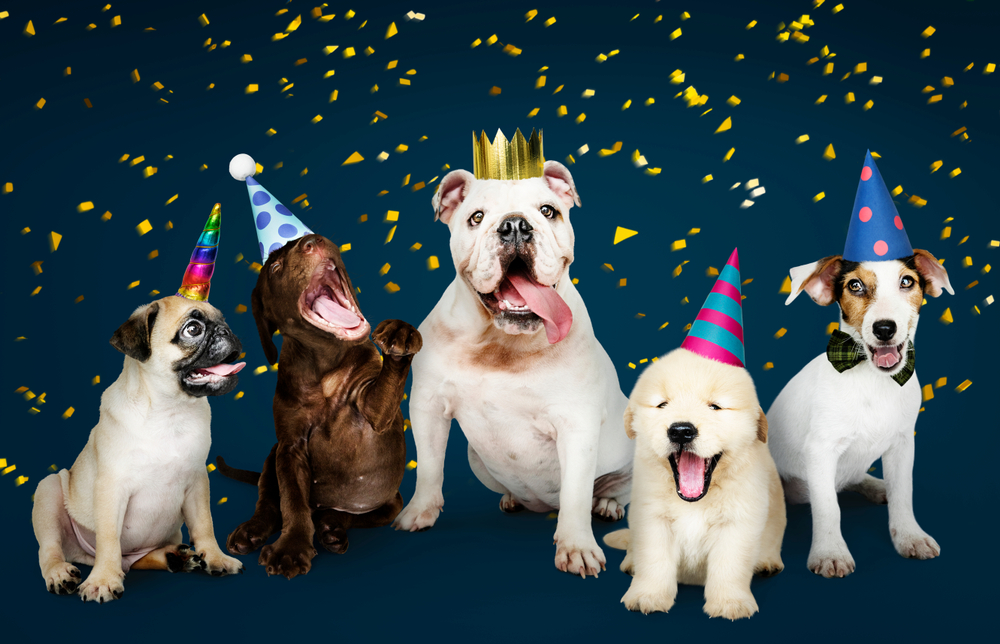 A bunch of dogs have a party to satirize puppy socialization as a pun.