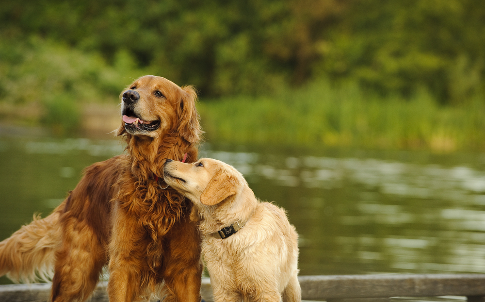 A truly golden Golden Retriever snuggles with a lighter coated Golden retriever as they stand on a dock with a pond behind them.