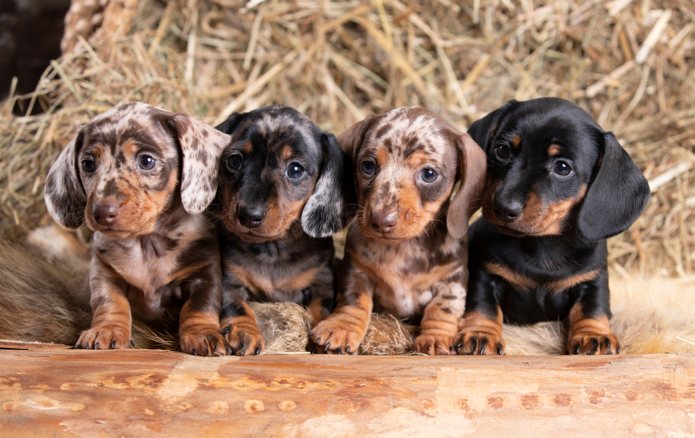 Four adorable Dachshund puppies sit in a row in front of a bail of hay, a lovely puppyhood experience. 