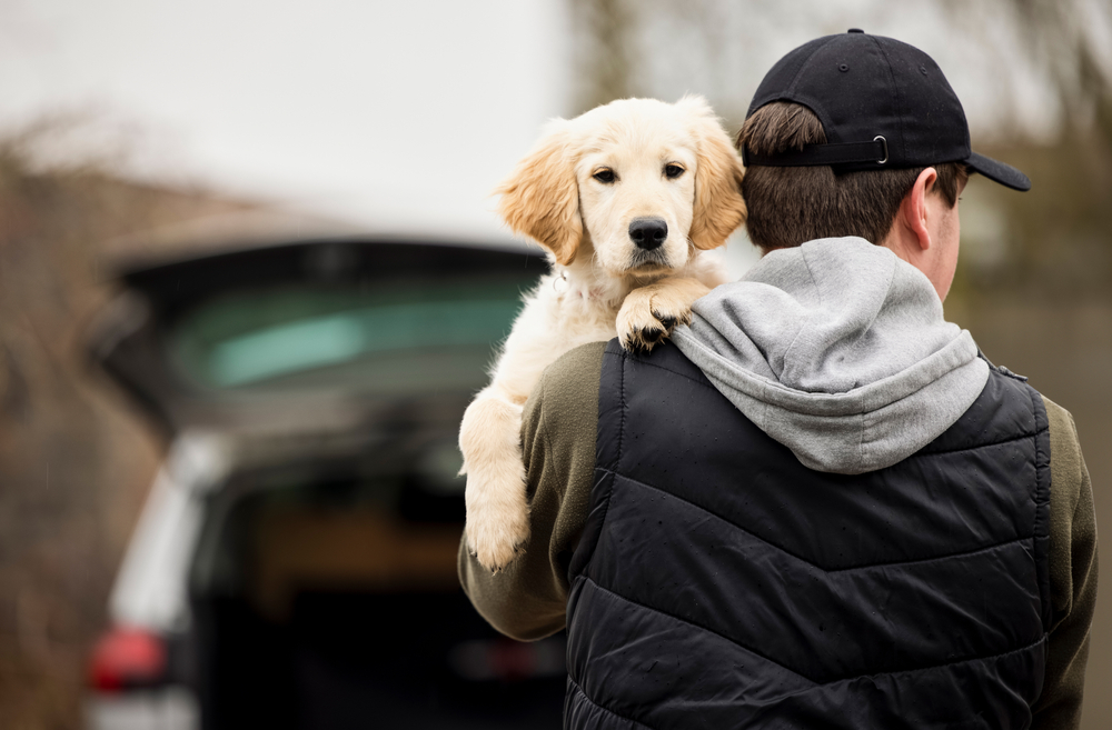 An outdoorsy man carries his Golden Retriever puppy towards his car, preparing to go on a fun car ride as a new puppy parent. 