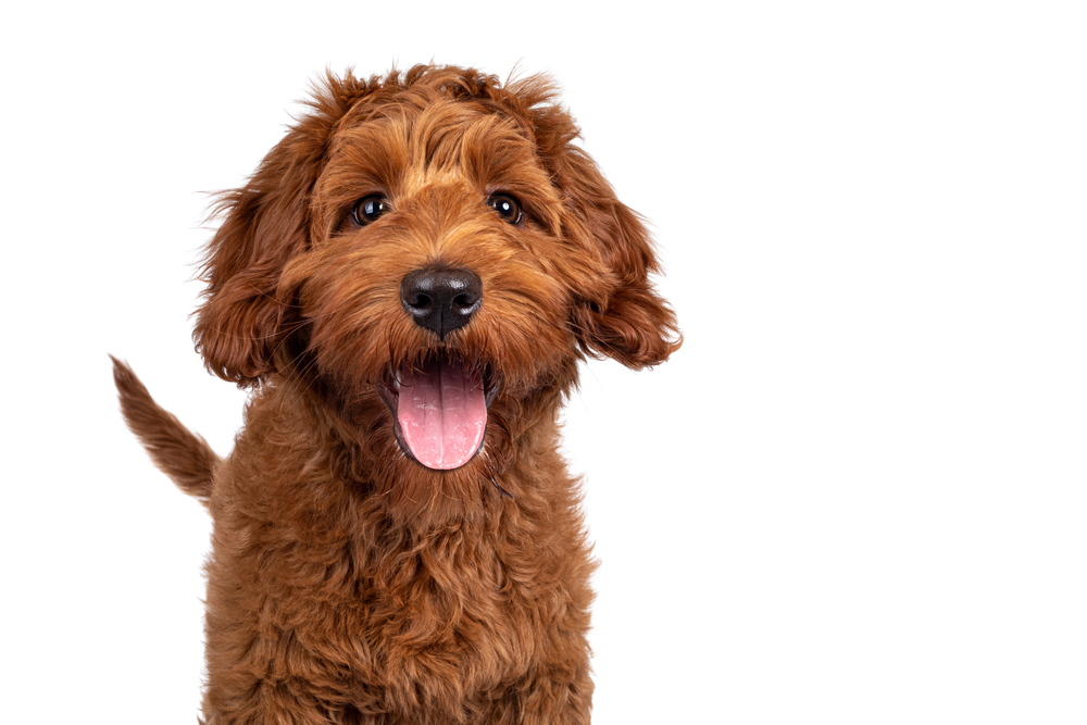 A fluffy Goldendoodle smiles because puppyhood is great.