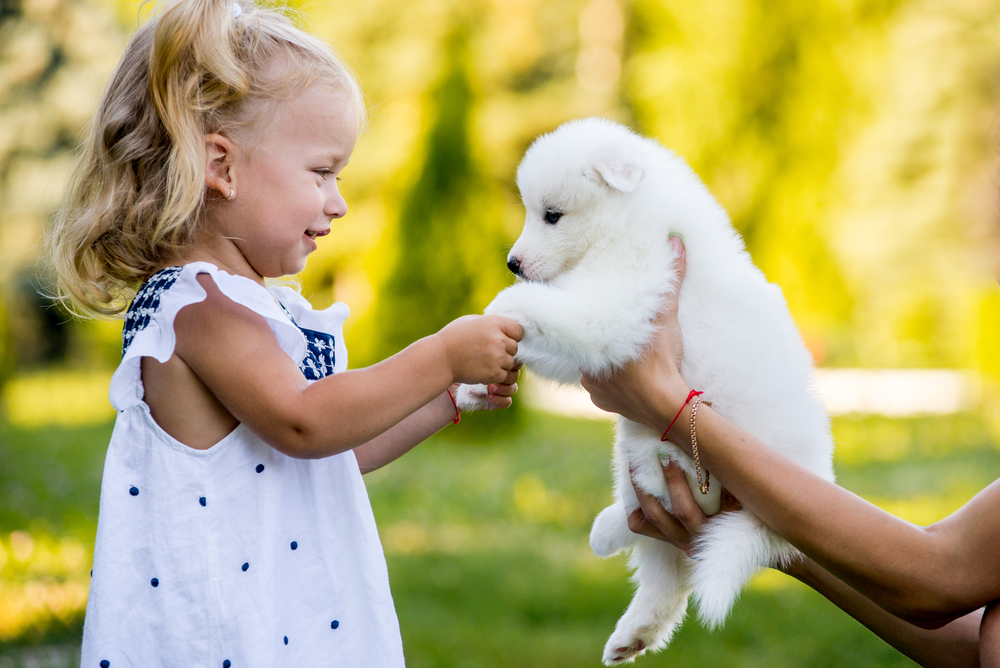 An adorable blonde toddler holds the cute paws of a Samoyed puppy that her mother is holding outside.
