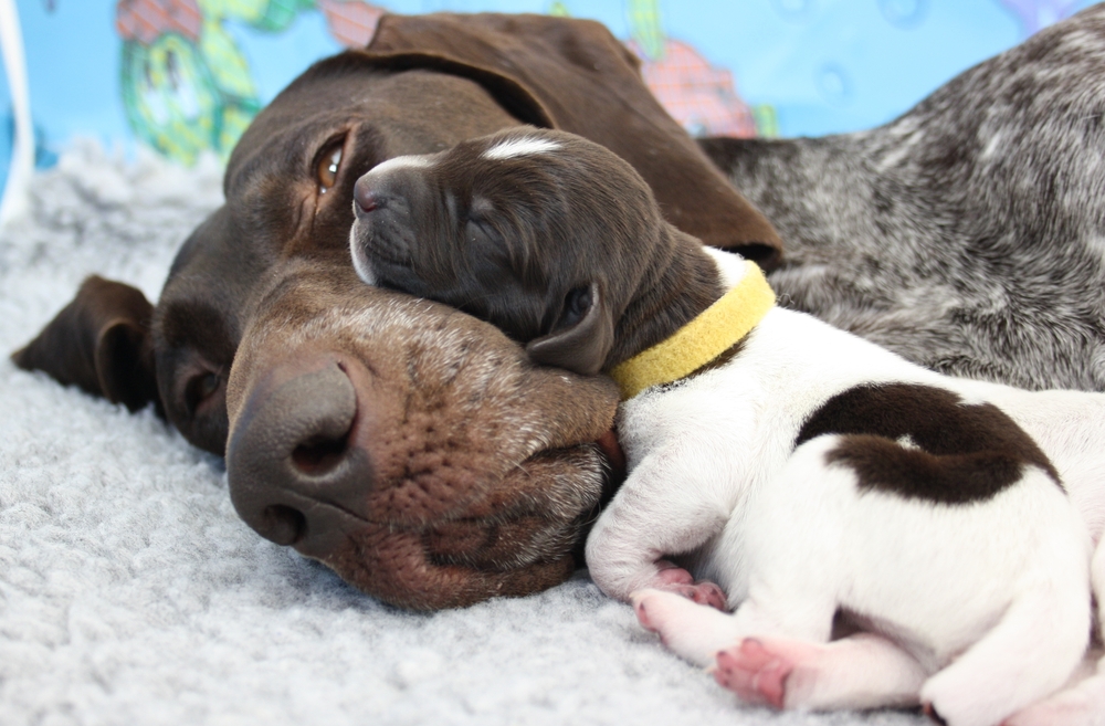 A mother dog relaxes with her newborn puppy that's so young, its eyes have yet to open during puppyhood.