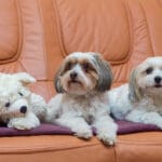 best indoors dog breeds