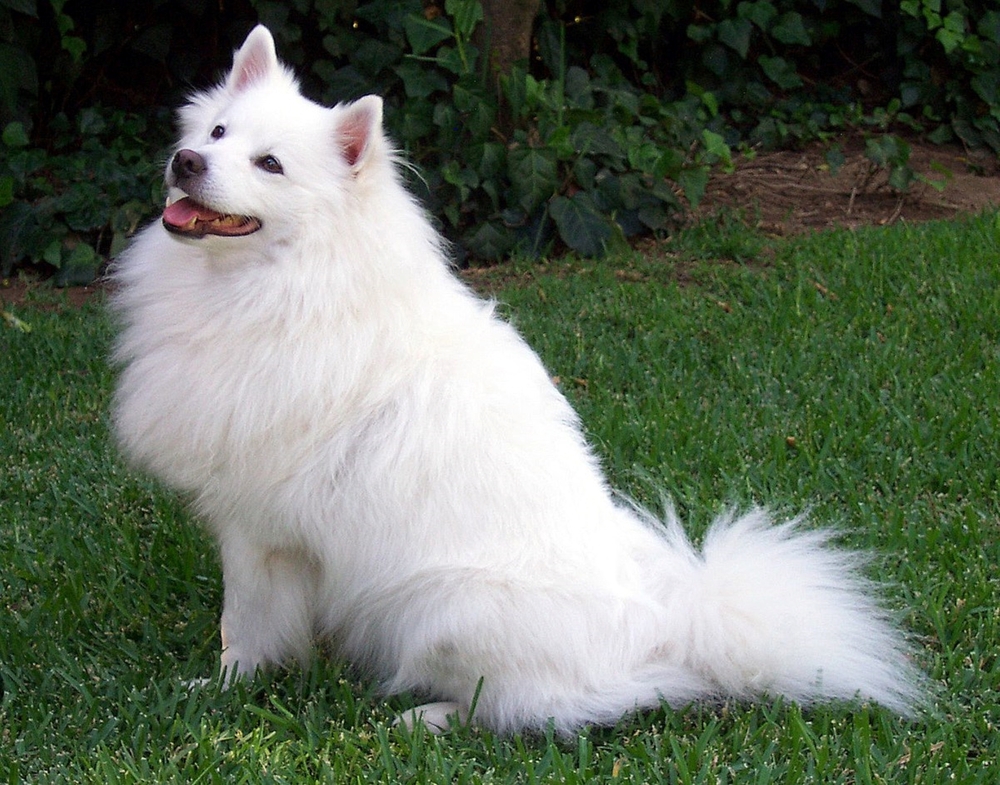 American Eskimo A Puppy You Ll Forever