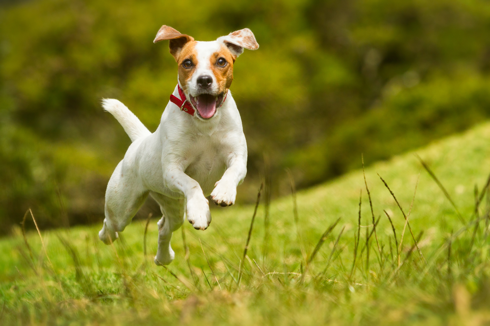 A Jack Russell Terrier dog runs through a field as one of the top dog breeds for protection.
