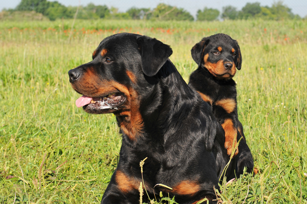 Two Rottweilers sit together, protecting their family from outside. 