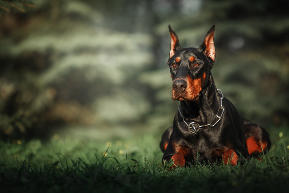 A sleek, shiny Doberman Pinscher prowls in the grass to show this fierce purebred is one of the top dog breeds for protection.