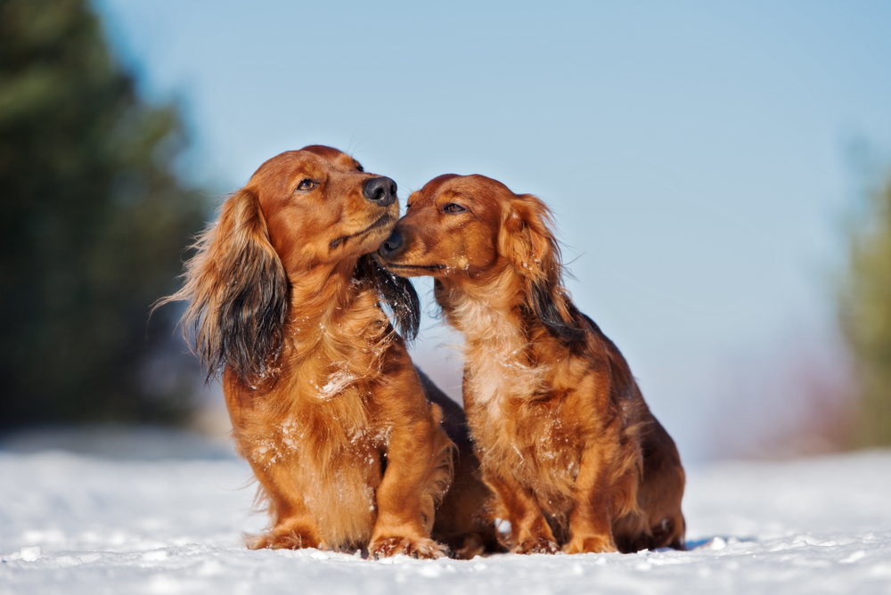 Two long haired Dachshunds demonstrate affection outside in the snow because Dachshunds are affectionate and make the best dogs for cuddling.