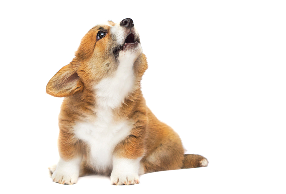 An adorable Pembroke Welsh Corgi howls as a depiction of why dogs bark and how to get your puppy to stop barking.