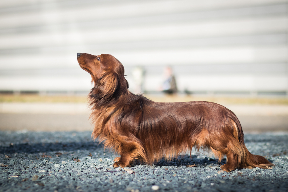 A long haired Dachshund looks up, ready to exercise with its owner outside.