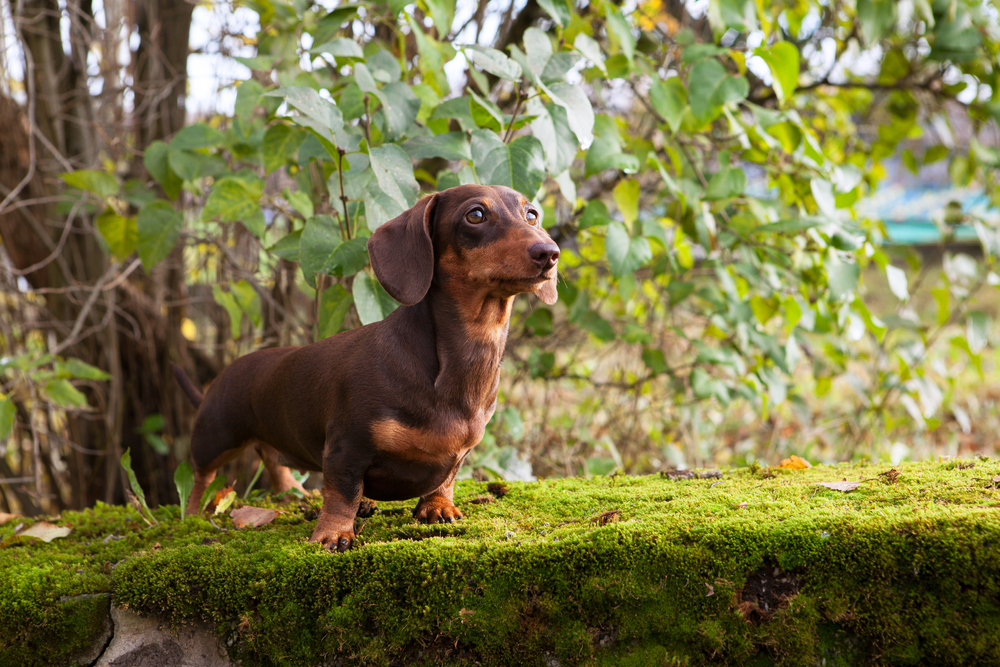 Dachshunds are easy to train and love hunting in the great outdoors because Dachshunds are hounds as depicted here.