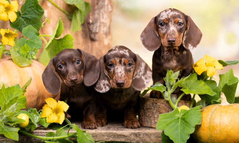 Three beautiful short haired Dachshunds sit among flowers, because they would rather do that than exercise.