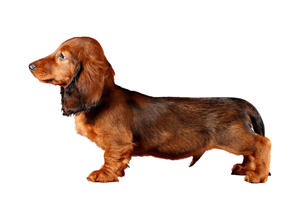An adult Dachshund has a long torso, short legs, and a pointed snout, as shown here in profile against a white background.