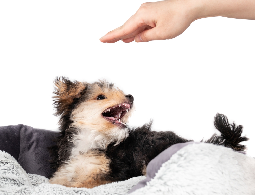 A defensive small dog barks and bares his teeth to warn someone not to pet him, as can be the case when dogs bark excessively.