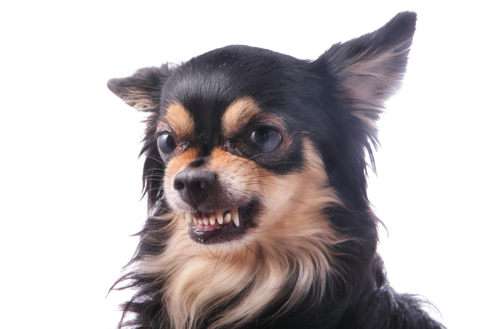 An angry long haired Chihuahua is in a Monday mood, growling but still adorable.