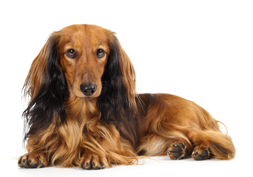 An adult long haired Dachshund relaxes against a white background.