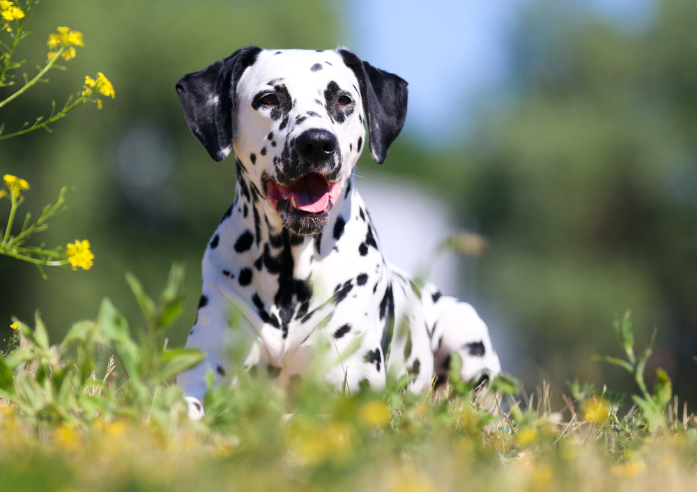 Dalmatians are a puppy you'll forever love as shown here a Dalmatian in a field of yellow flowers.