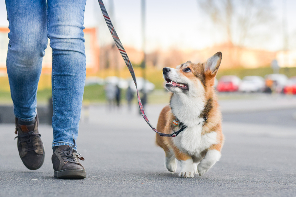 The benefits of walking your dog is shown with a Pembroke Welsh Corgi on a morning walk.