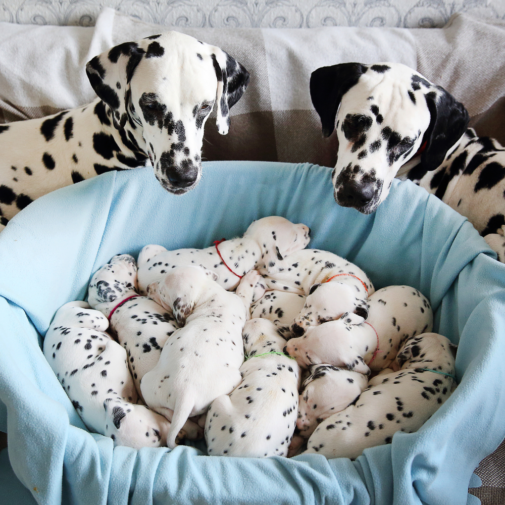 Two parent Dalmatians watch over their litter of adorable Dalmatian puppies as they nap in a cozy den with a blue blanket.