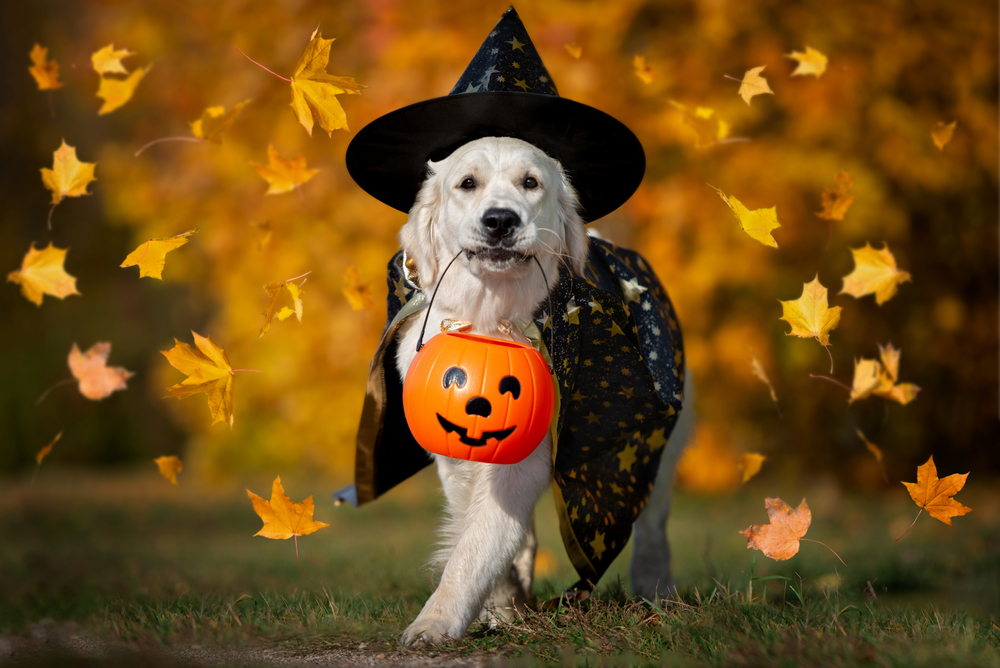 Some Halloween costumes for dogs can be dangerous to puppies due to choking hazards, unlike the Golden Retriever puppy pictured who is wearing a puppy-safe and dog-friendly costume for Halloween.