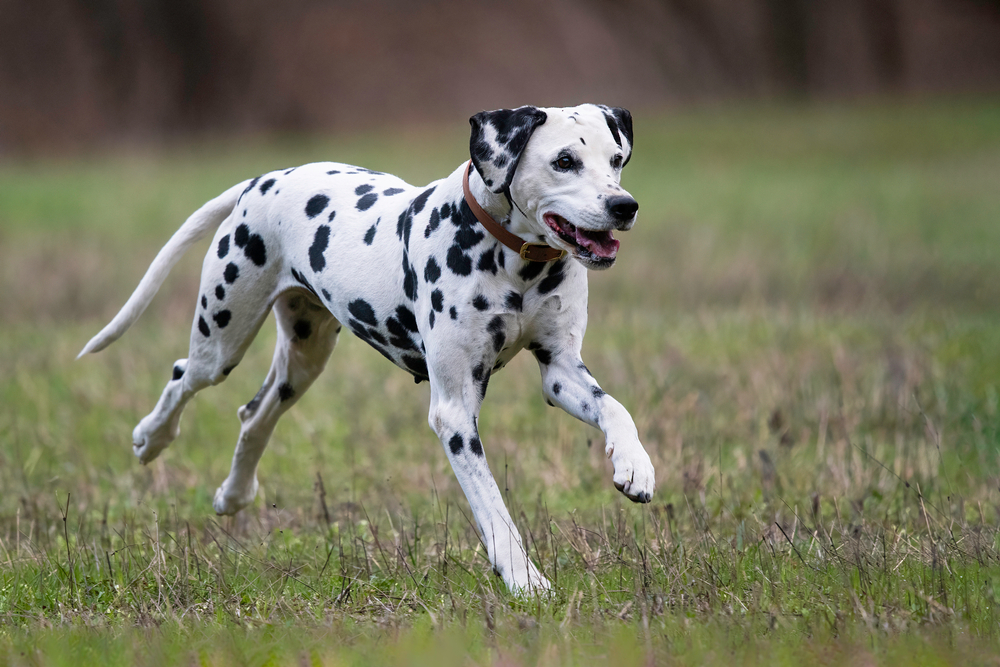 A fully grown Dalmatian dog runs in a field for exercise.