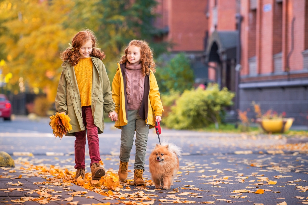 Two cute red headed girls walk their orange Pomeranian in autumn with colorful leaves falling all around them.