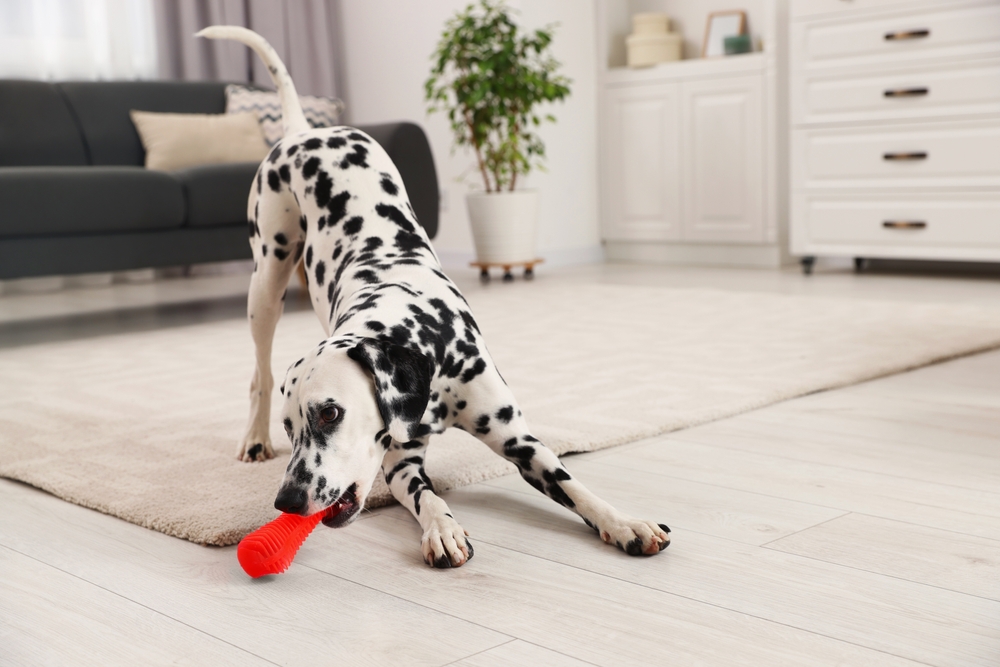 A playful Dalmatian dog plays with a toy in a modern living room, depicting Dalmatians as a puppy you'll forever love.