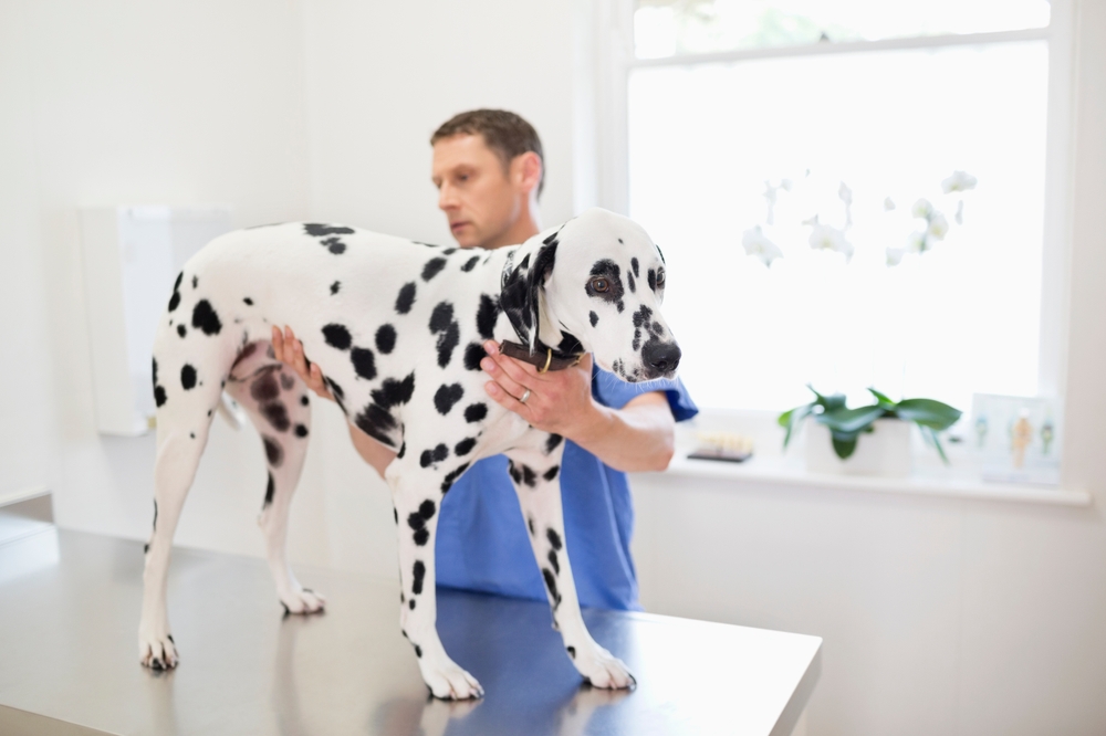 An adult Dalmatian is examined by a veterinarian to prove that Dalmatians are a puppy you'll forever love. 