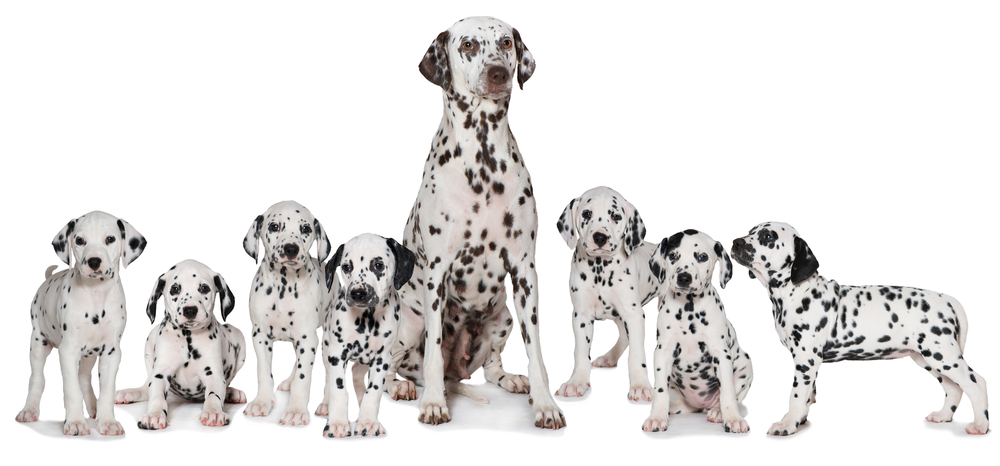 An adult female Dalmatian sits with her litter of growing Dalmatian puppies, in front of a white background. 