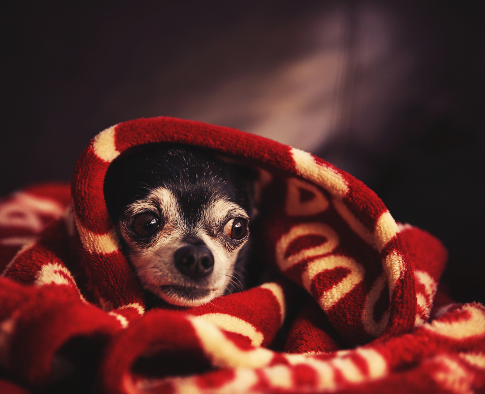 A safety tips for puppies: A nervous Chihuahua finds comfort on Halloween by hiding under a security blanket in its safe room.