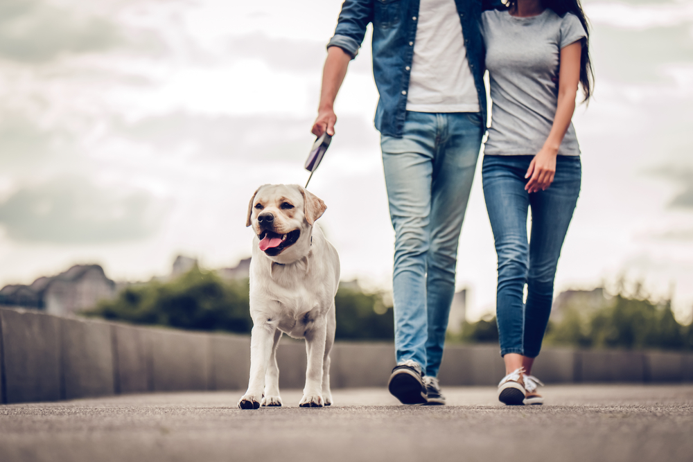 A couple walks their yellow Labrador Retriever puppy at dusk for added exercise and deep bonding with their dog to show the benefits of walking your dog.