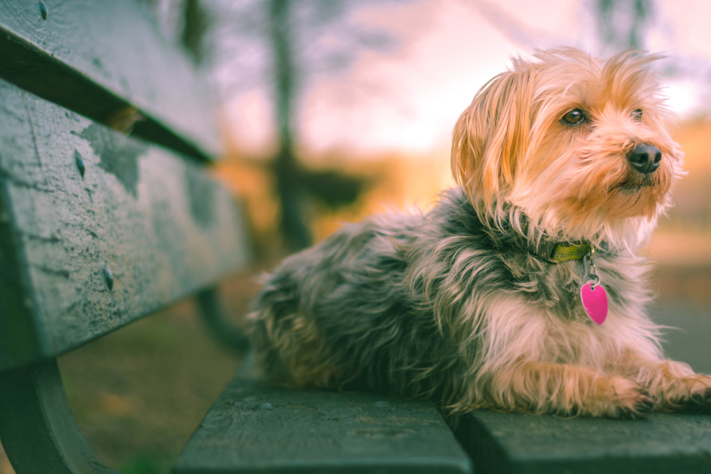A Morkie cross between a Yorkie and a Maltese sits on a park bench.