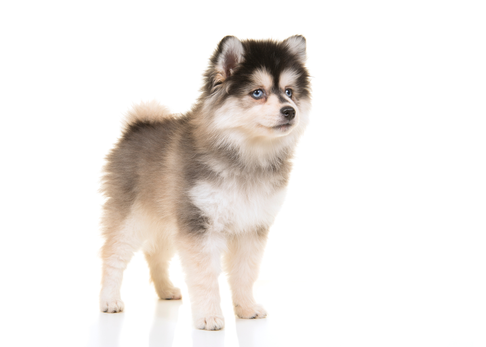 A cross between a Siberian Husky and a Pomeranian, the Pomsky is an adorable designer dog you have to meet!
