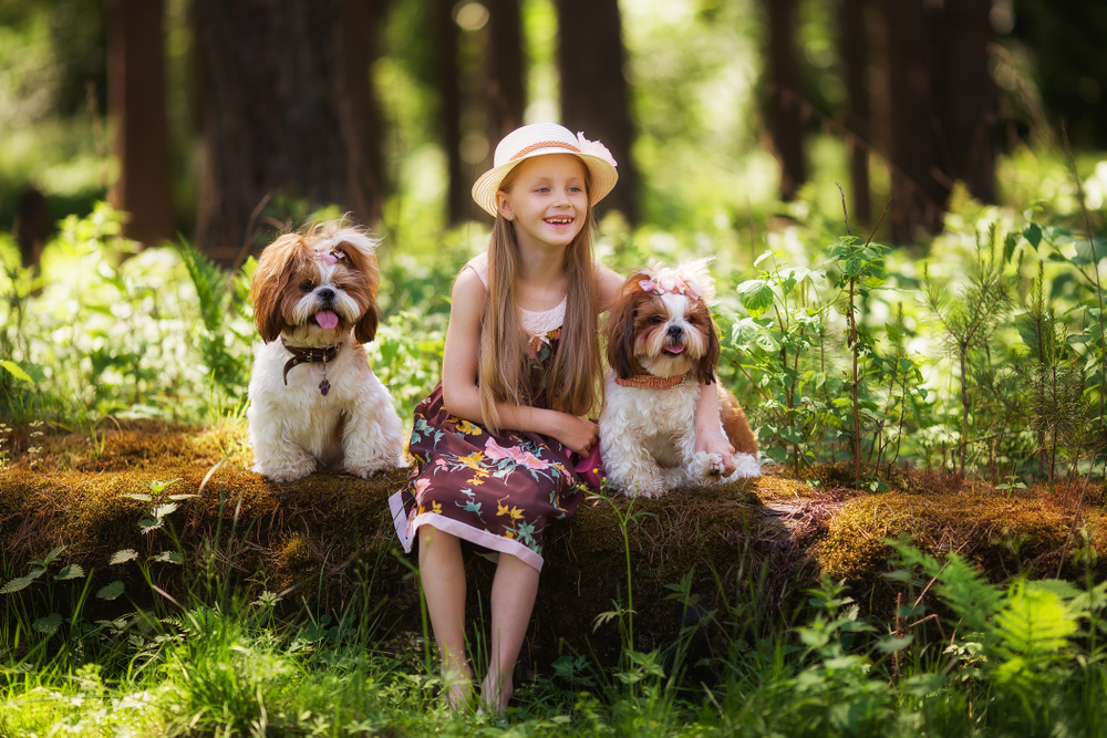 A pretty girl in a sunhat sits on a fallen tree trunk outside in the summer sunshine next to her two purebred Shih Tzu dogs. 