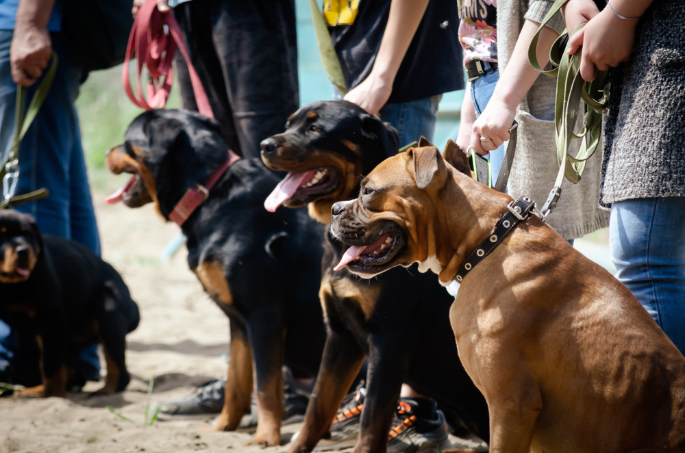 A row of dogs at a dog training class sit obediently, looking calm and happy to be learning basic commands and other valuable dog training information. 