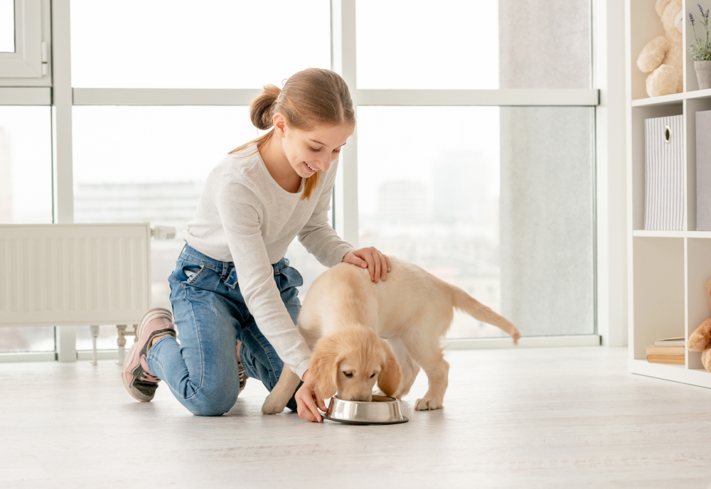 A teenage girl feeds her new Golden Retriever puppy inside, displaying how Golden Retrievers are a great dog to give responsible children.
