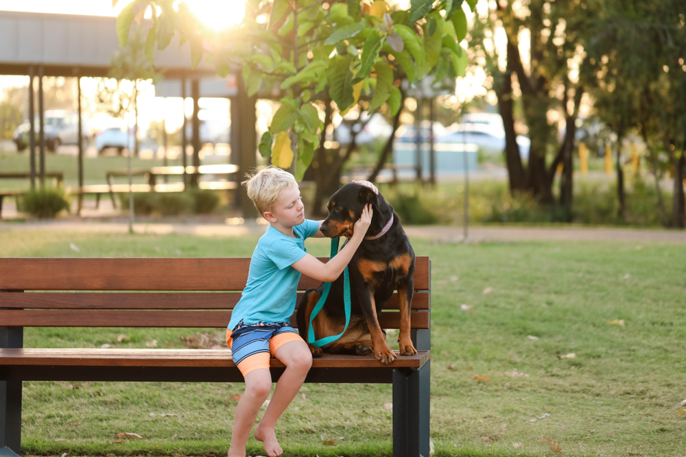 A blond boy adjusts his Rottweiler's collar while they sit on a park bench in summertime. 