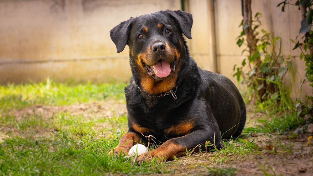A beautiful adult Rottweiler sits on grass with his white ball and smiles at the camera, showing the friendly yet aloof nature of this guard dog.