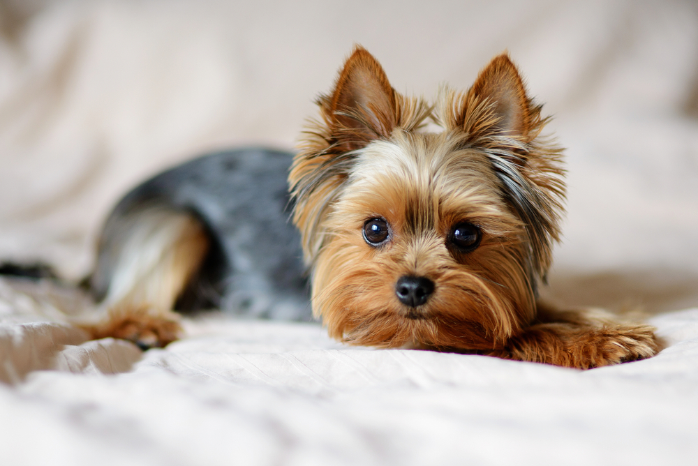A cute Yorkshire Terrier lies on a bed with its beautiful brown face smiling.