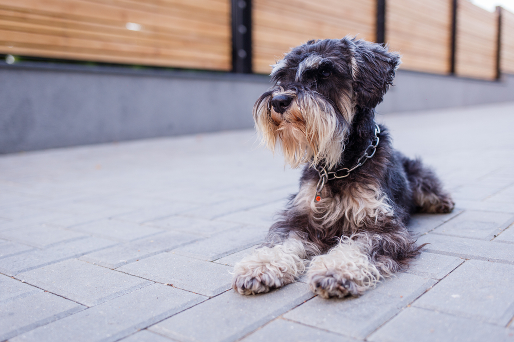A distinguished looking Miniature Schnauzer dog lies on the sidewalk, obedient to his owner, as all Schnauzers are smart, easy to train, and long living.
