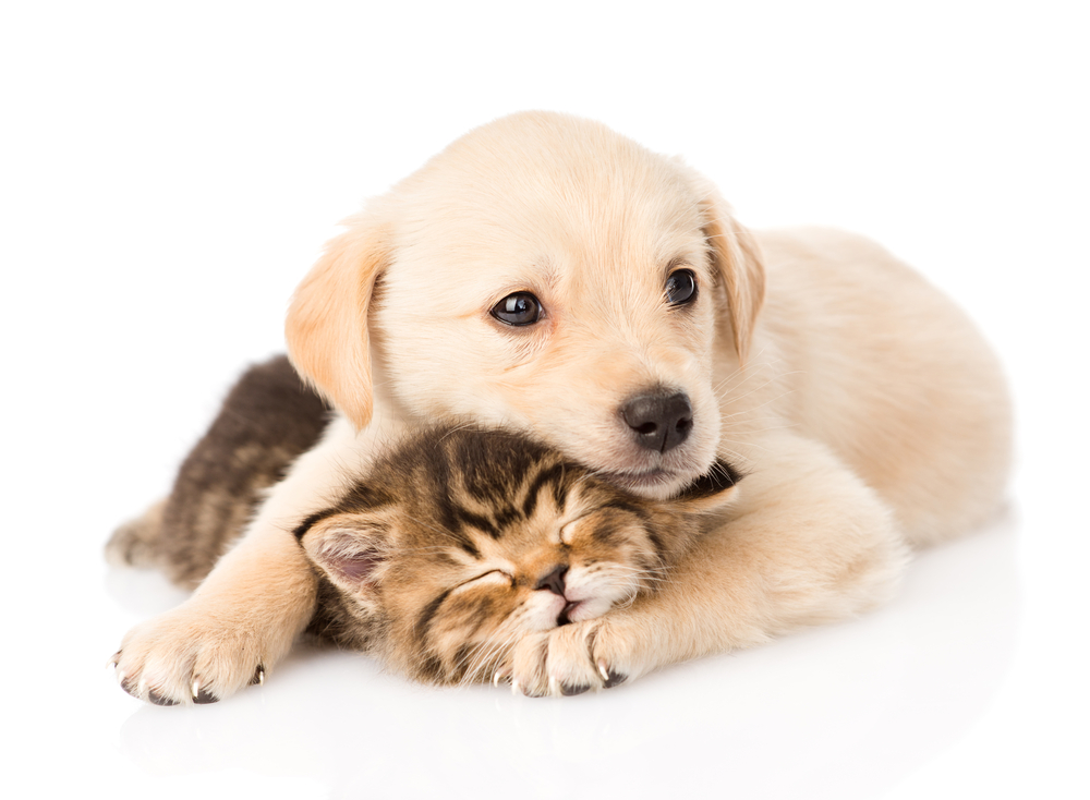 A Golden Retriever puppy snuggles next to a cute, sleeping kitten to show that this dog breed gets along with other household pets. 