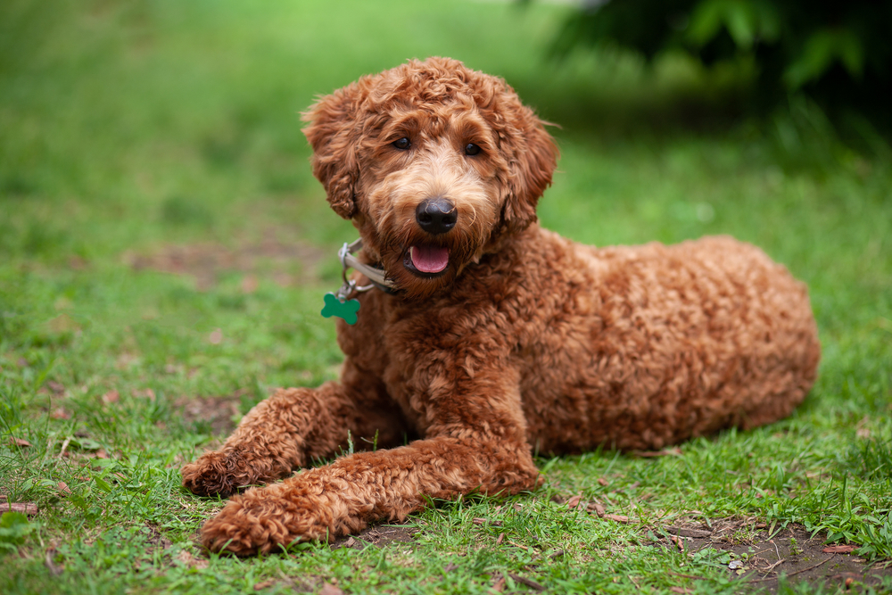 A happy looking Labradoodle with a beautiful golden coat lays in the grass to show that this designer dog mix of Poodle and Labrador Retriever is friendly.