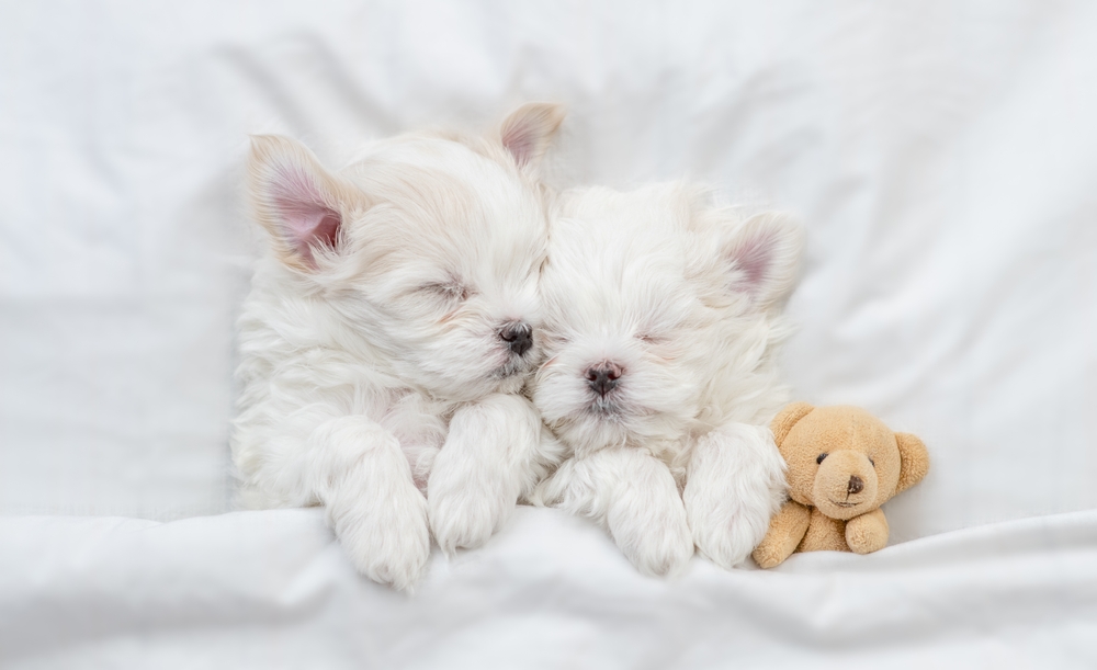 Two white Maltese puppies sleep under the covers next to a teddy bear stuffed animal.